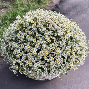 Композиция в корзине из 151 ромашки в Долгопрудном