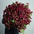 Монобукет из 75 кустовых роз Марун (70 см) в Долгопрудном