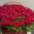 Композиция в корзине из 151 красной розы в Долгопрудном