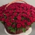Композиция в корзине из 151 красной розы в Долгопрудном