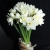 Букет из 25 нарциссов в Долгопрудном